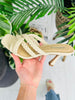 Still Going Strong Sandals In Bone